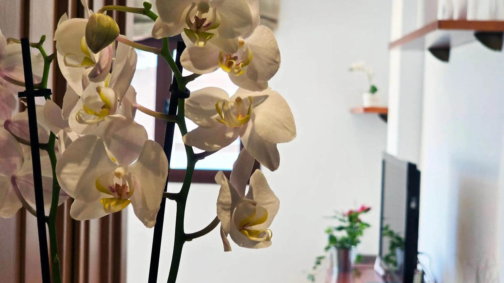 Aa Guest - The Orchid Center Eco Apartment Fuengirola 0*,